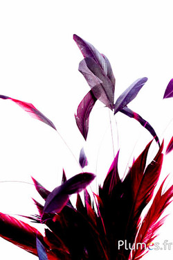 Coq fouet Body Split - 23-28 cm - noir-fuchsia